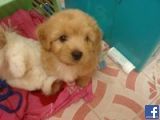 littlelek