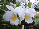 Pair