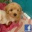 littlelek
