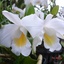 Pair