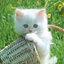 meaw